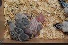 130917 --- R29, R30, R31, R32, R33 och R34